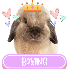 WOOFME WITH BOXING