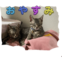 Blue and yellow cats EVERYDAY LIFE