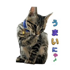 Blue and yellow cats LIFE