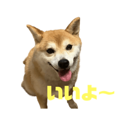 Shiba Ine Moco Line Stamp