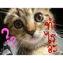 My cats cheraim