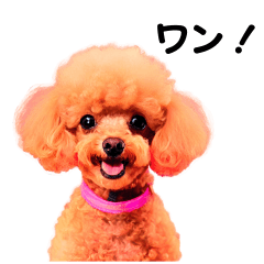 Stiker LINE Toy Poodle yang Lucu
