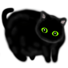 Cute big black cat