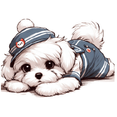 Sulky Maltese-Toby puppy