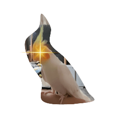 可愛的玄鳳鸚鵡（2）多版