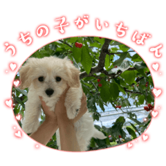 mipparu_20240123164851