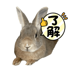 Rabbit_20240123220620