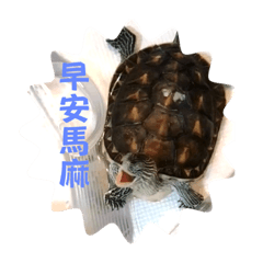 Carzy turtle Tiffa