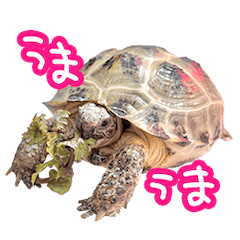 turtle very cute