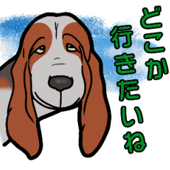 Basset hound 48(dog)
