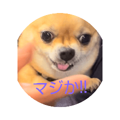 nobushige_20240124170002