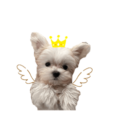 SAYURI_20240124181622