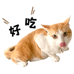 蔣喵喵