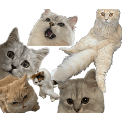 kanape_20240124215732