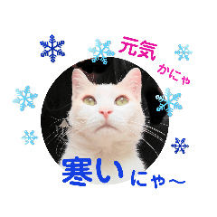 cutecat し～ちゃん     猫の日！