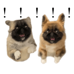 Pekingese sisters   BABIKO&BABUKO