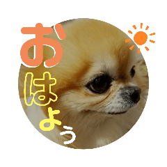 4-Chihuahua