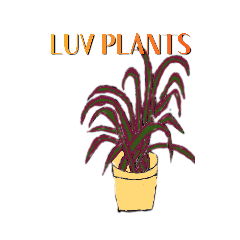 LUV PLANTS