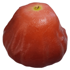 Food Series : WaxApple (Bell-Fruit) #2