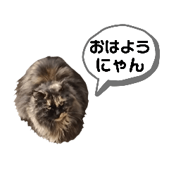 サビ猫のタヌキぼこけんちゃんのスタンプ