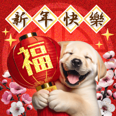 Chinese New Year labrador retriever