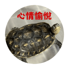 Turtle daily Tiffa