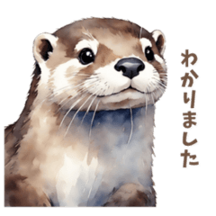 Otter daily life use