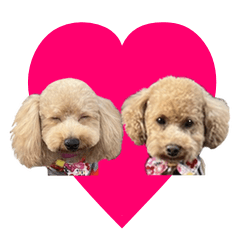 Toy Poodle Rin and Go Sticker1