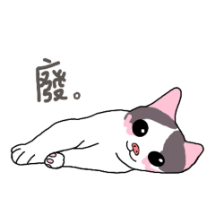 Pig-nosed cat's cute life
