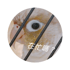 小鳥這一家
