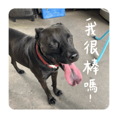 大學路忠狗