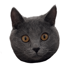 Chartreux Gris