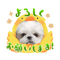 Tomokichi_20240127164105