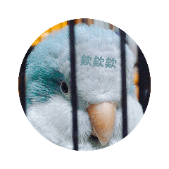 可愛小鳥實用貼圖