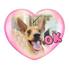 Twofi 小杜賓日常