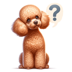 Cute and Adorable Apricot Poodle