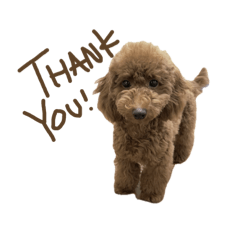 MAHALO THE TOY POODLE