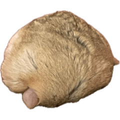 乖寶寶的鼠鼠生活2
