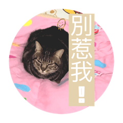 Jessie_20240128212036 – LINE stickers | LINE STORE