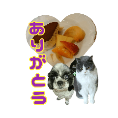 犬LOVE猫