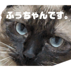 chihuu_20240128173617