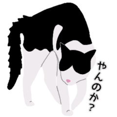 Hachiware cat daily use