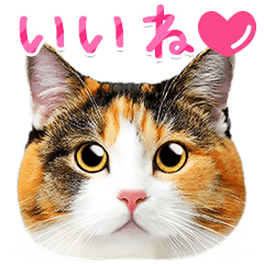 Cute Calico Cats photo sticker