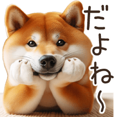 Real Shiba Inu[all year round]Funny,cute