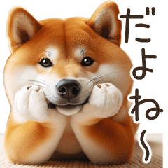 リアルな柴犬【年中使える】面白かわいい