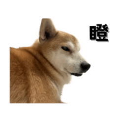 柴犬泡菜の日常生活
