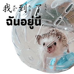 Araw-araw na Cute Healing Hedgehog-29