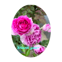 Dorothy’s Rose Garden