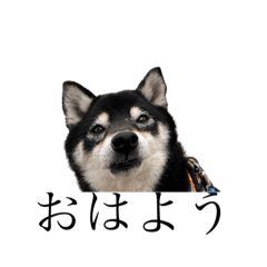 Shiba Koro_20240129120656