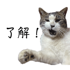 愛猫、ムギの日常